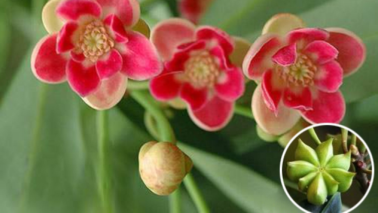 花之本草：八角茴香
